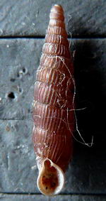 Tabella della Famiglia Clausilidae